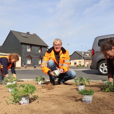 Unmittelbar am Fahrbahnrand brachten Helfer die Pflanzen in den Boden.