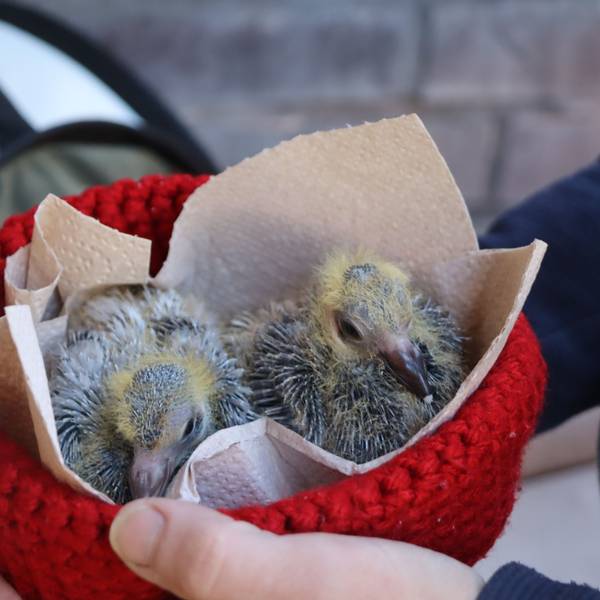 Zwei Taubenküken sitzen in einer roten Mütze.