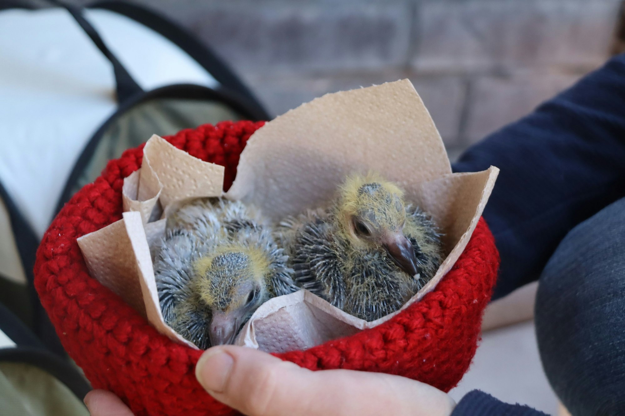 Zwei Taubenküken sitzen in einer roten Mütze.