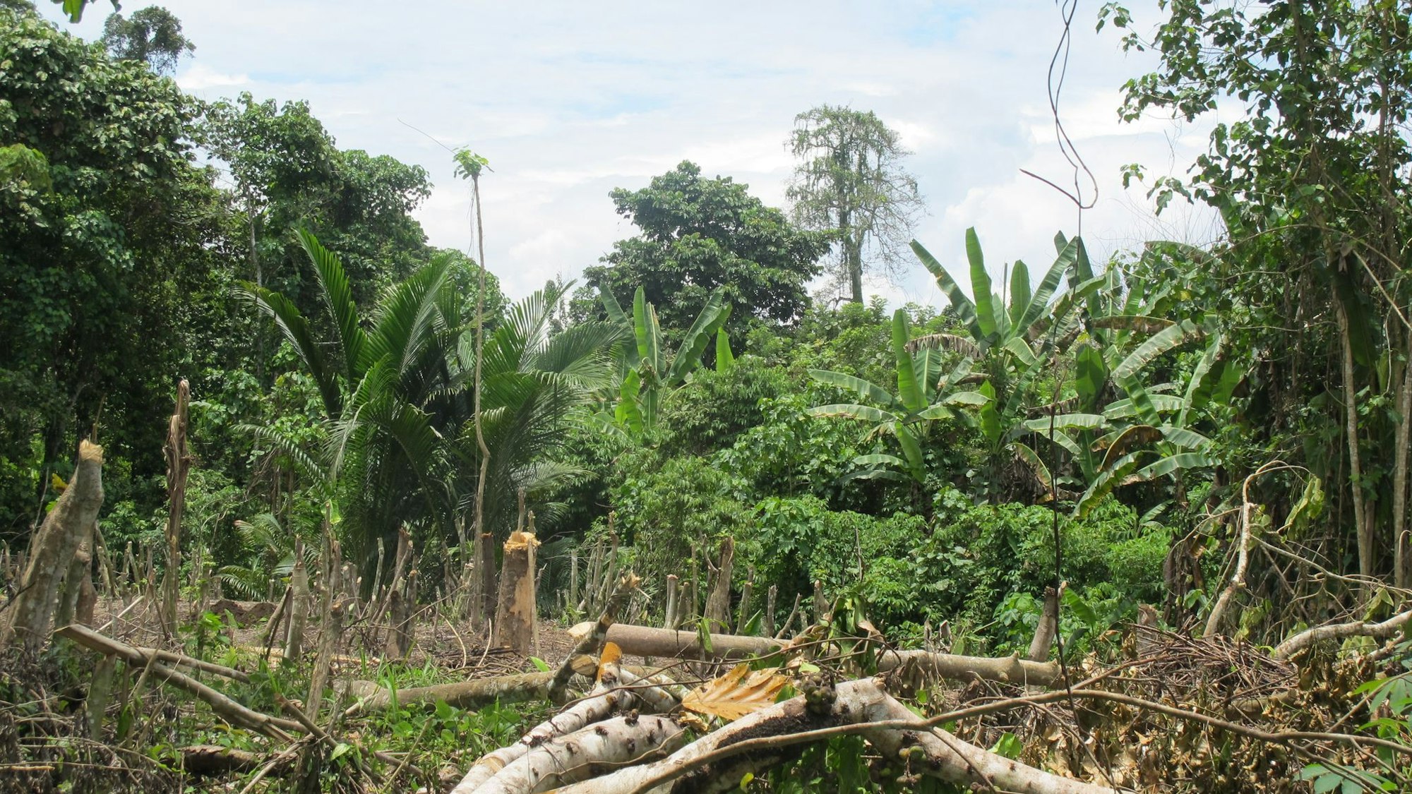 Dschungel in Papua-Neuguinea