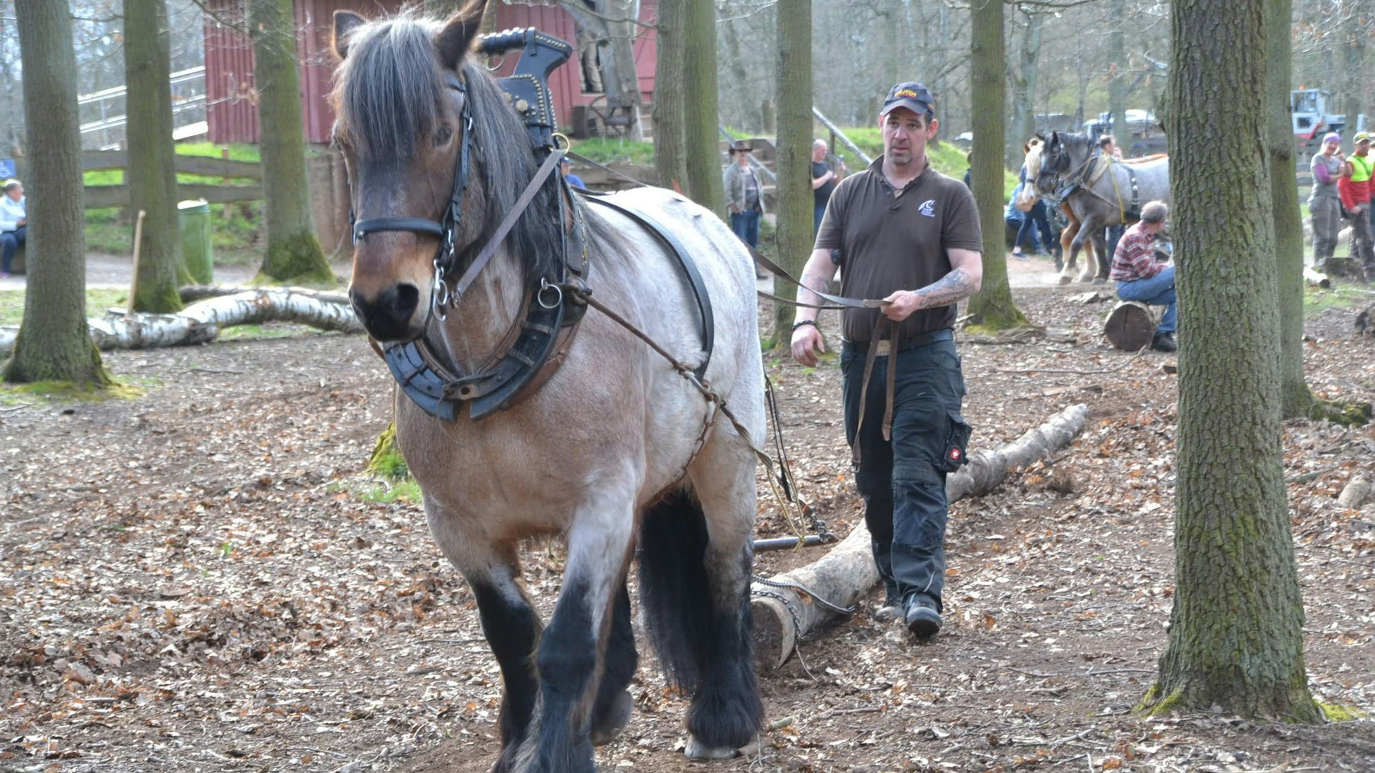 Kaltblutpferd beim Aktionstag „Verrücktes Holz“ im Kommerner Freilichtmuseum. (Archivfoto von 2019)