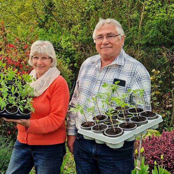 Rosemarie und Günter Stadtfeld haben sich wieder viel Mühe mit der Anzucht von insgesamt 3400 Tomatenpflanzen gemacht.