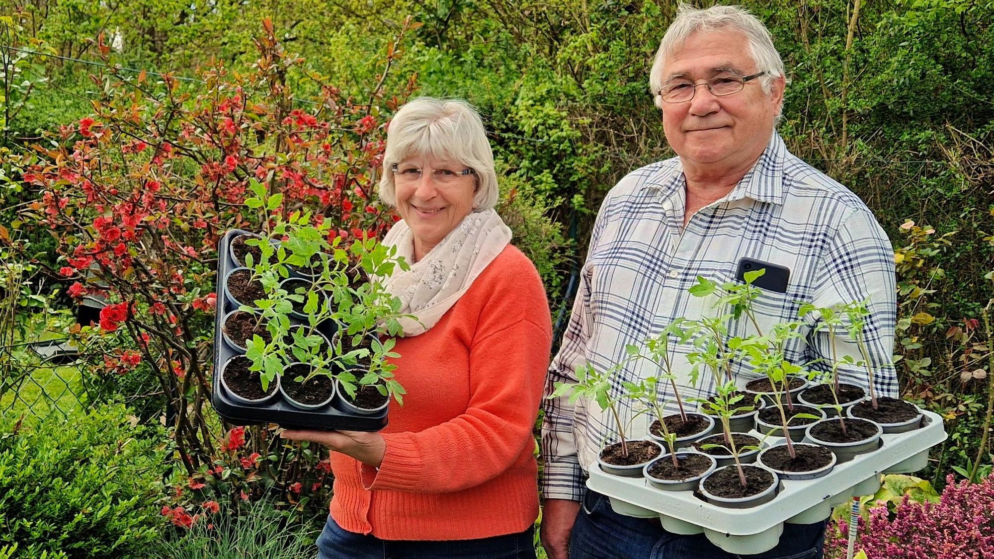 Rosemarie und Günter Stadtfeld haben sich wieder viel Mühe mit der Anzucht von insgesamt 3400 Tomatenpflanzen gemacht.