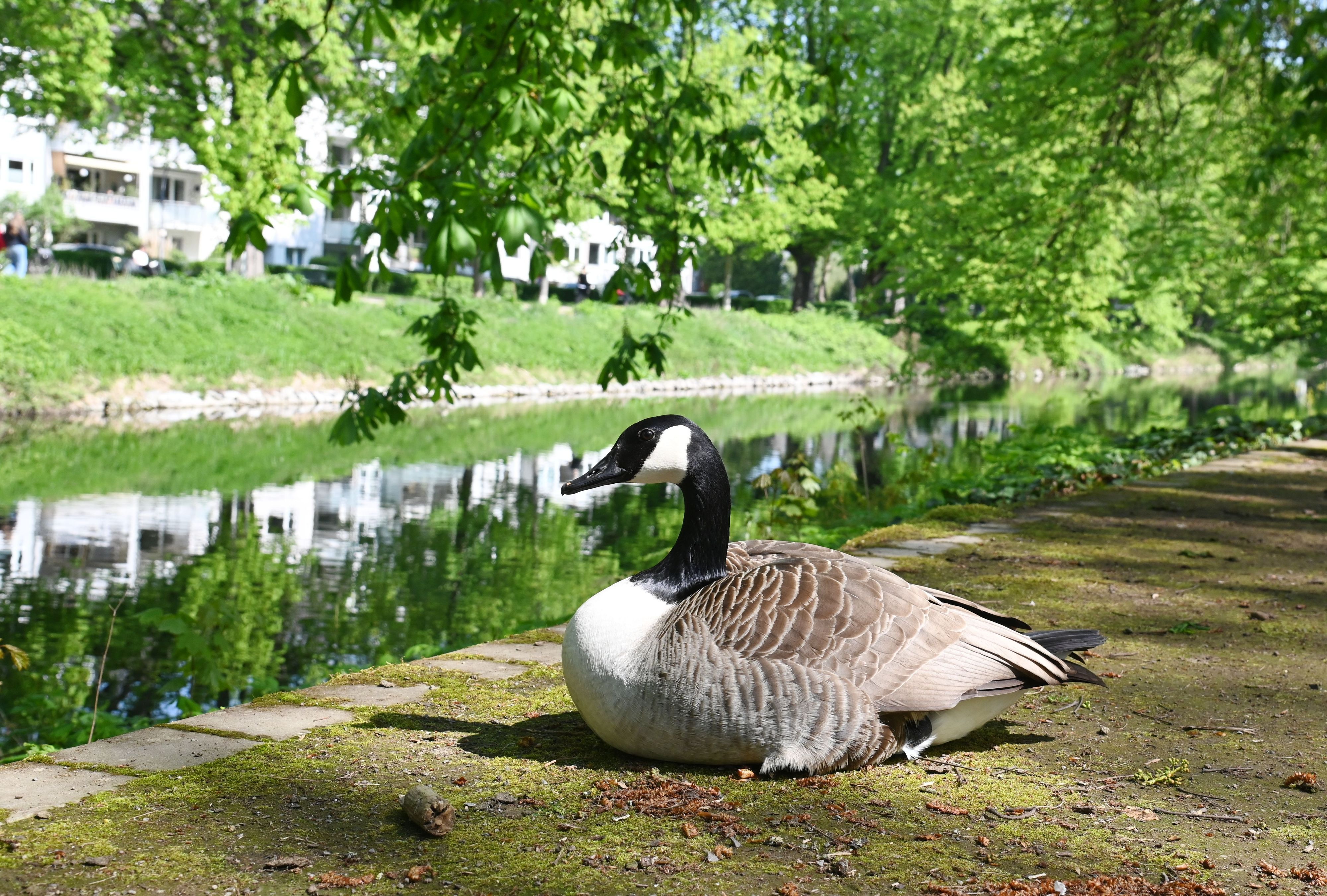 Wildgänse bevölkern vor allem gemähte Flächen an Gewässern.