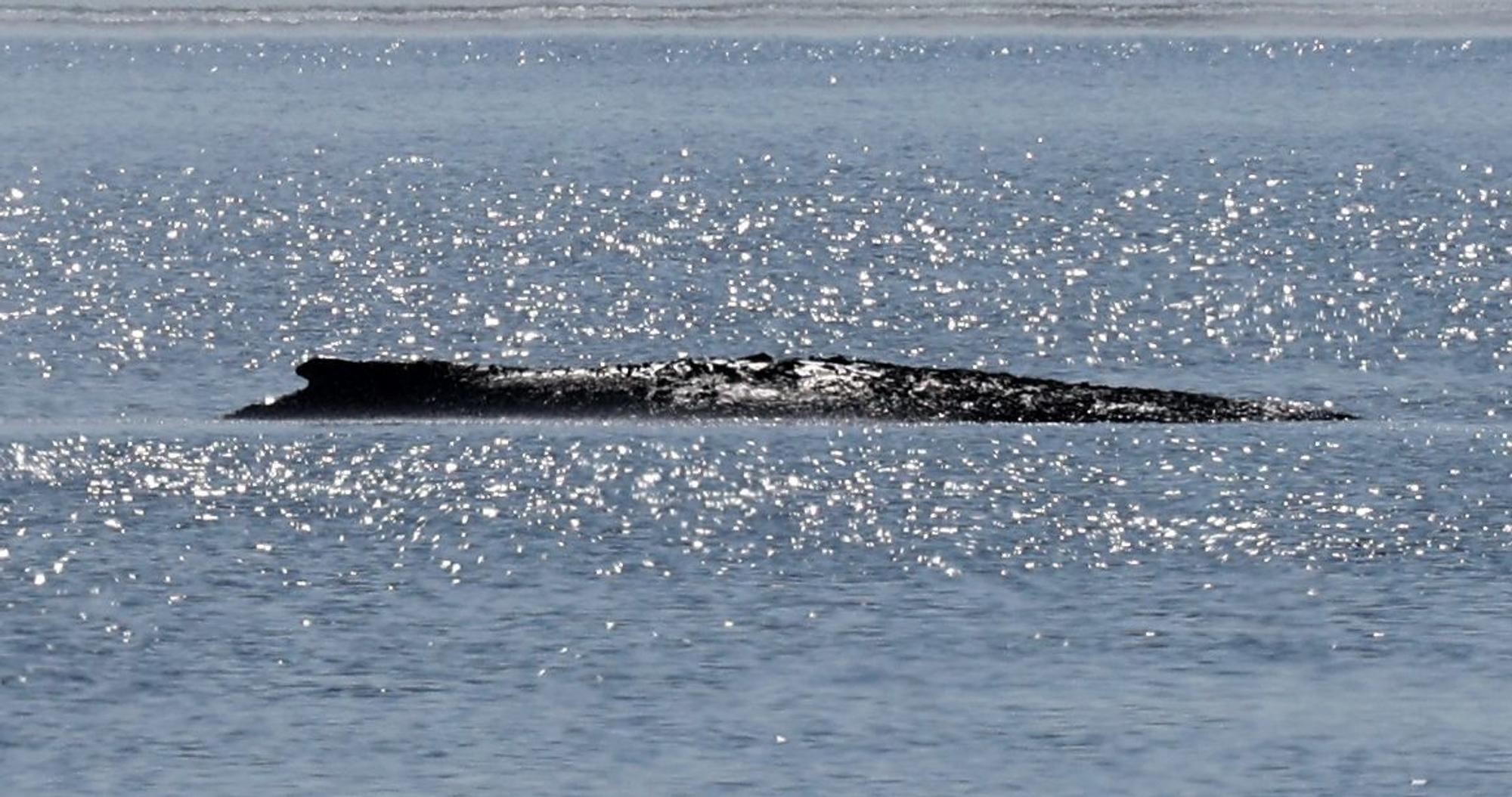 Der gestrandete Buckelwal liegt am Mittwoch in einer Bucht der Ostseeinsel Poel.