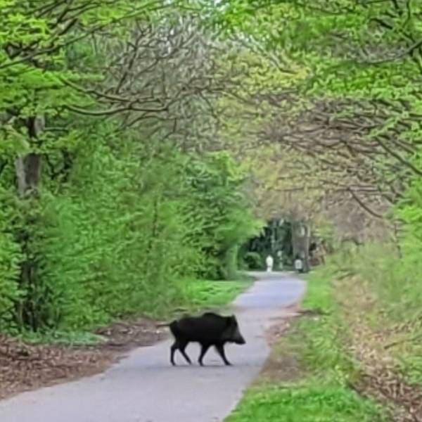 Das Foto zeigt ein Wildschwein mitten auf einem Weg im Naherholungsgebiet.
