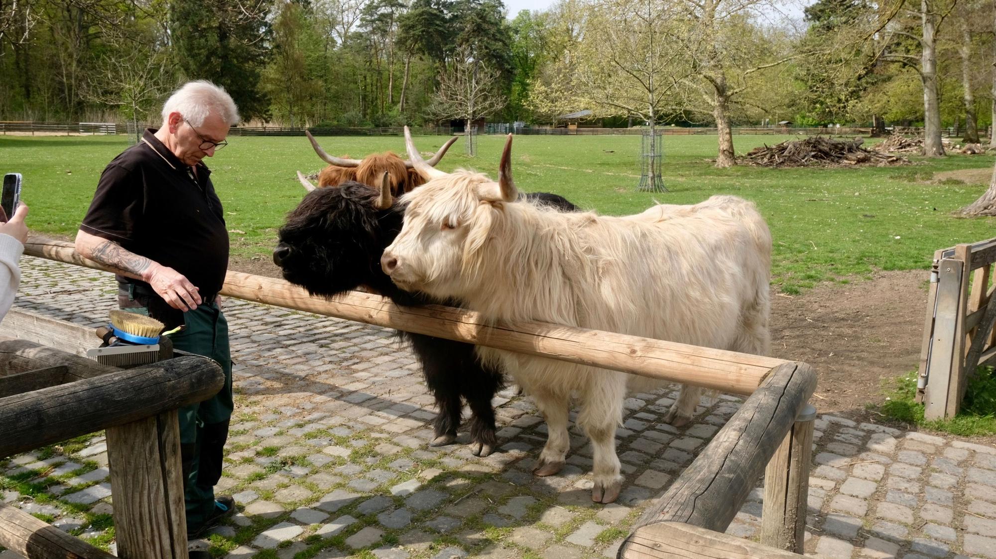 Drei Hochlandrinder in braun, weiß und schwarz schauen über den Zaun ihrer Wiese. Ein Mann gibt ihnen Möhren.