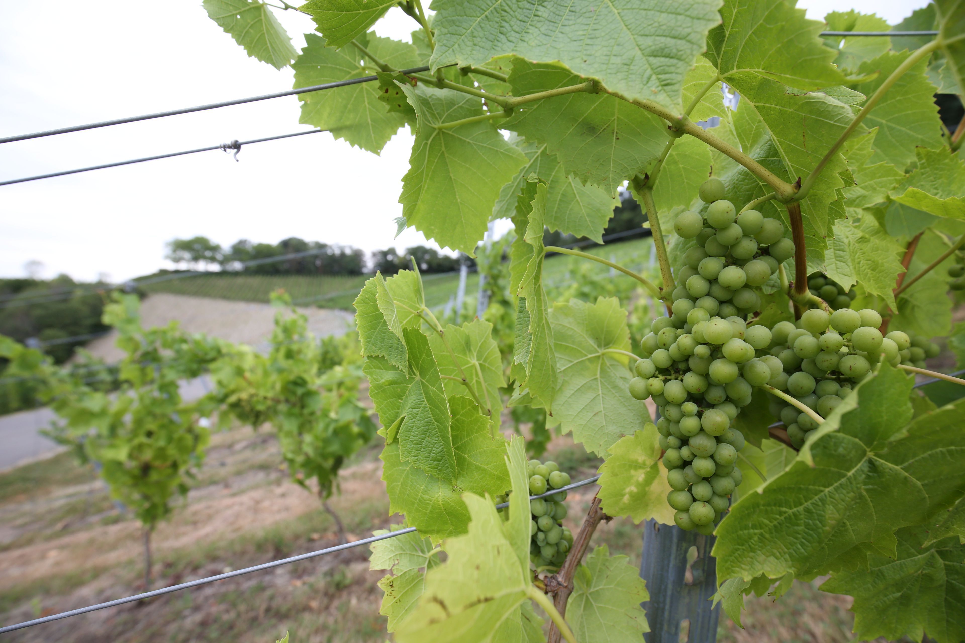 Ein Bild vom Herbst auf den Hängen des Weingutes Blöser im Siebengebirge. Die Trauben und Blätter der Piwi-Sorte Muscaris sind ohne Pilzbefall.