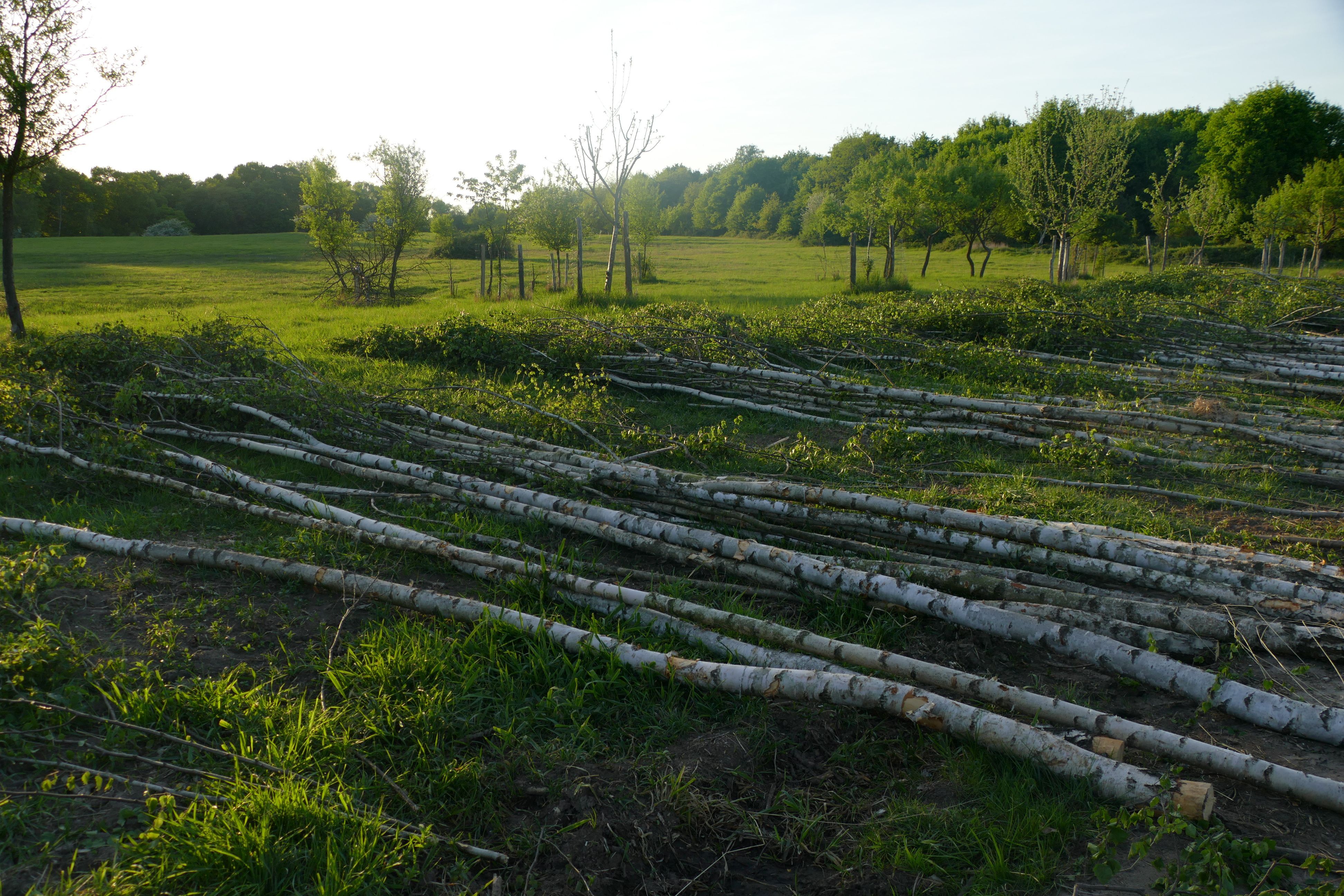 Geschlagene Birken liegen auf einer Wiese.