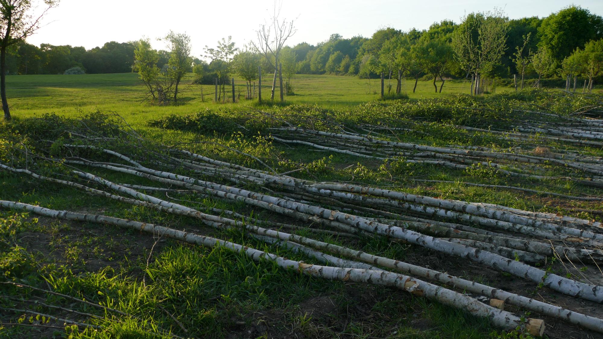 Geschlagene Birken liegen auf einer Wiese.