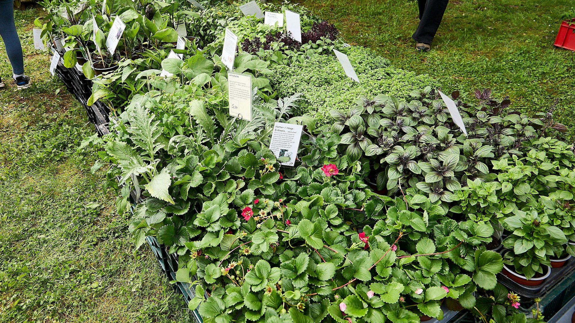 Verschiedene Kräuterpflanzen werden beim Kräutertag 2025 in Nettersheim zum Kauf angeboten.