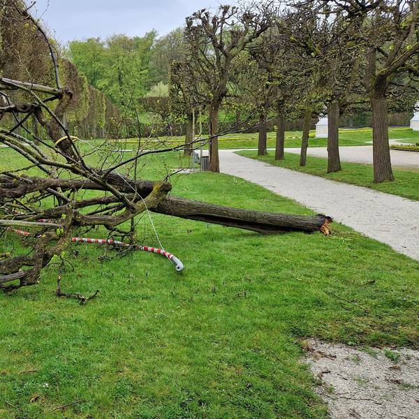 Eine 300 Jahre alte Linde ist mutwillig zerstört worden.