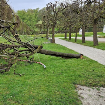 Eine 300 Jahre alte Linde ist mutwillig zerstört worden.