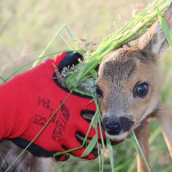 Ein scheues, hilfloses Kitz im Gras. Landwirte verlassen sich heutzutage auch auf die ehrenamtlichen Kitzretter, die Drohnen einsetzen.