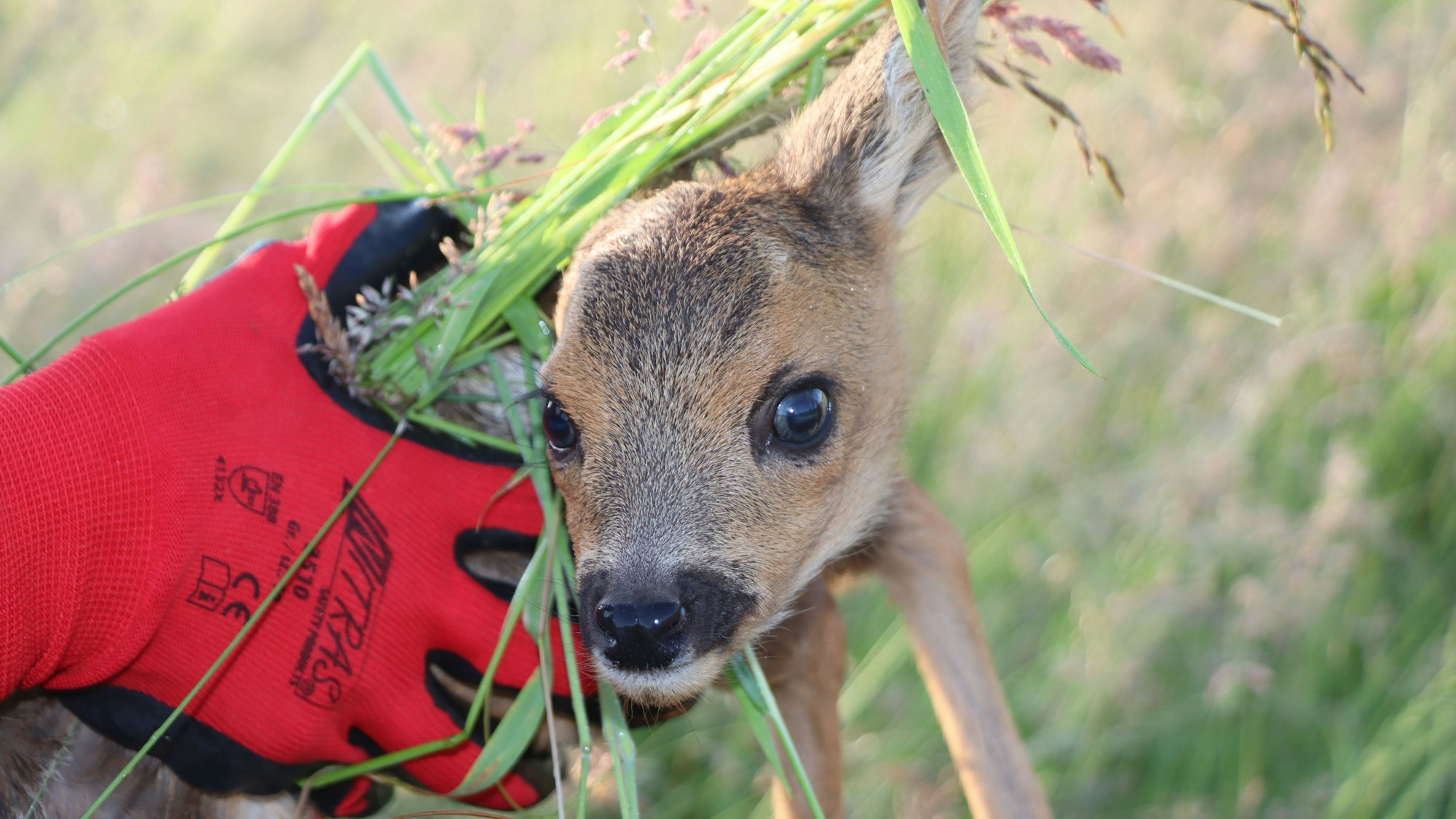 Ein scheues, hilfloses Kitz im Gras. Landwirte verlassen sich heutzutage auch auf die ehrenamtlichen Kitzretter, die Drohnen einsetzen.