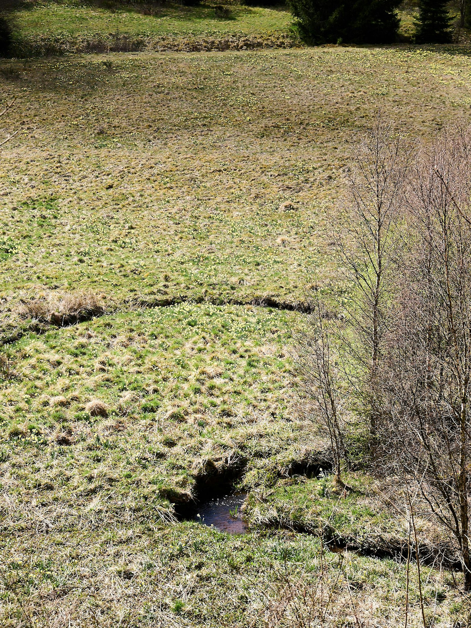 Blick auf eine Wiese mit Narzissen und einem kleinen Bachlauf.