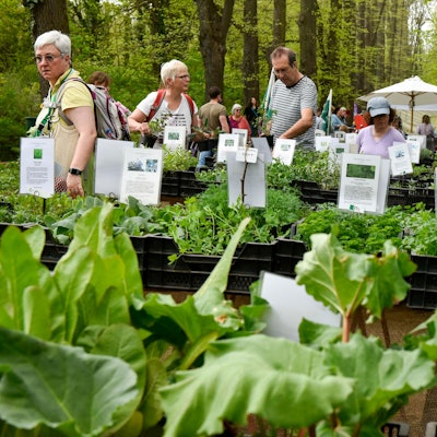 Das Bild zeigt verschiedene Kräuter, dahinter Menschen, die sie sich anschauen.