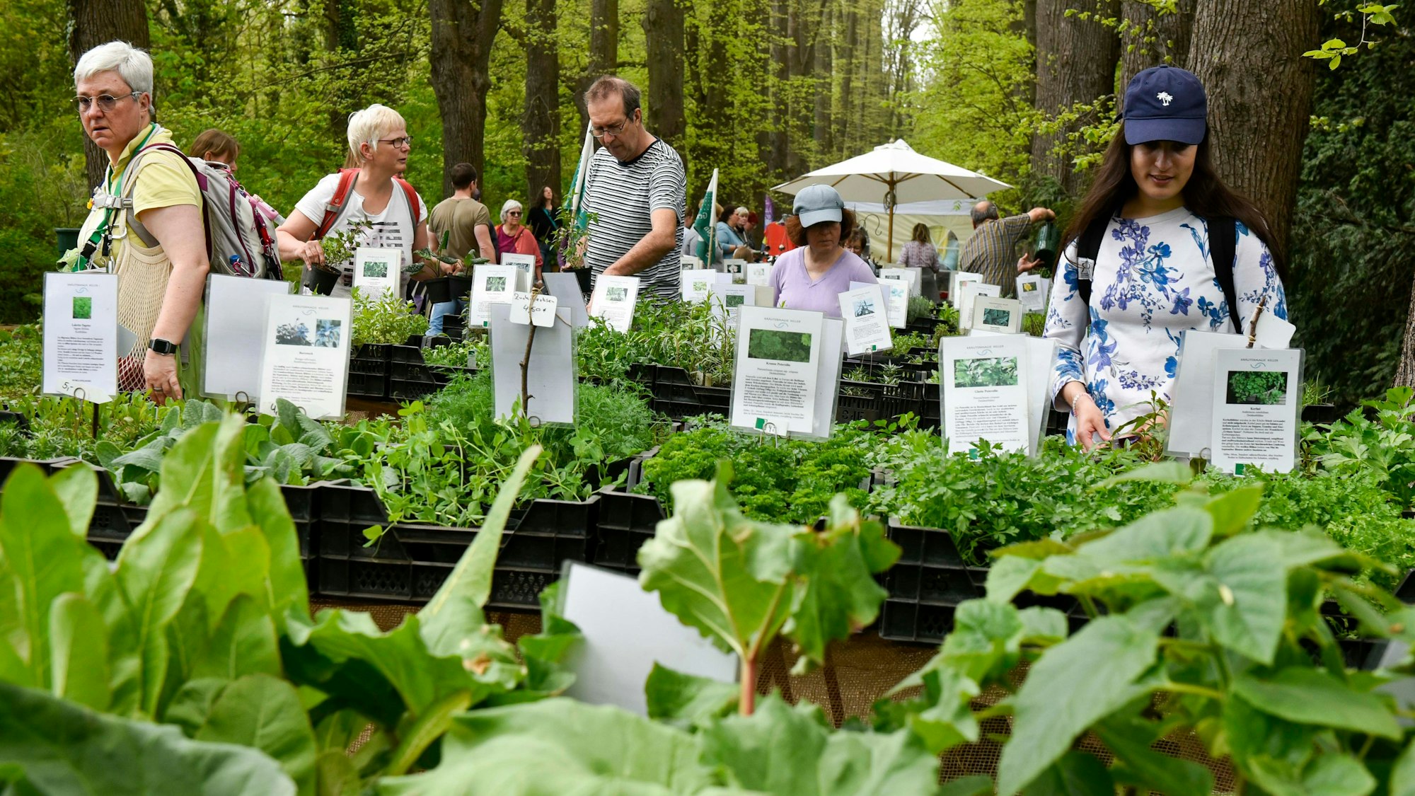 Das Bild zeigt verschiedene Kräuter, dahinter Menschen, die sie sich anschauen.