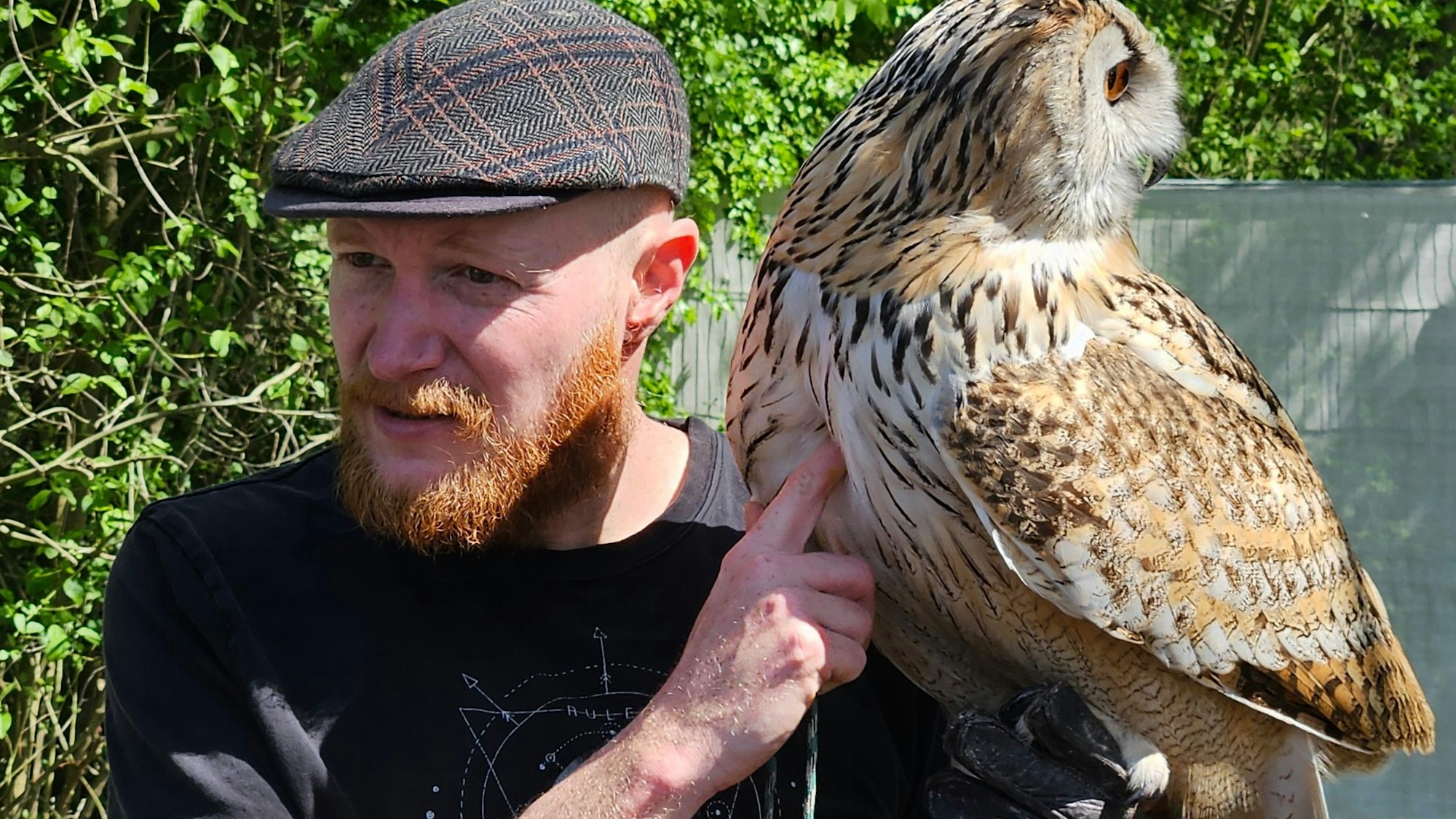 Der Uhu sitzt uf der Hand des Falkners.