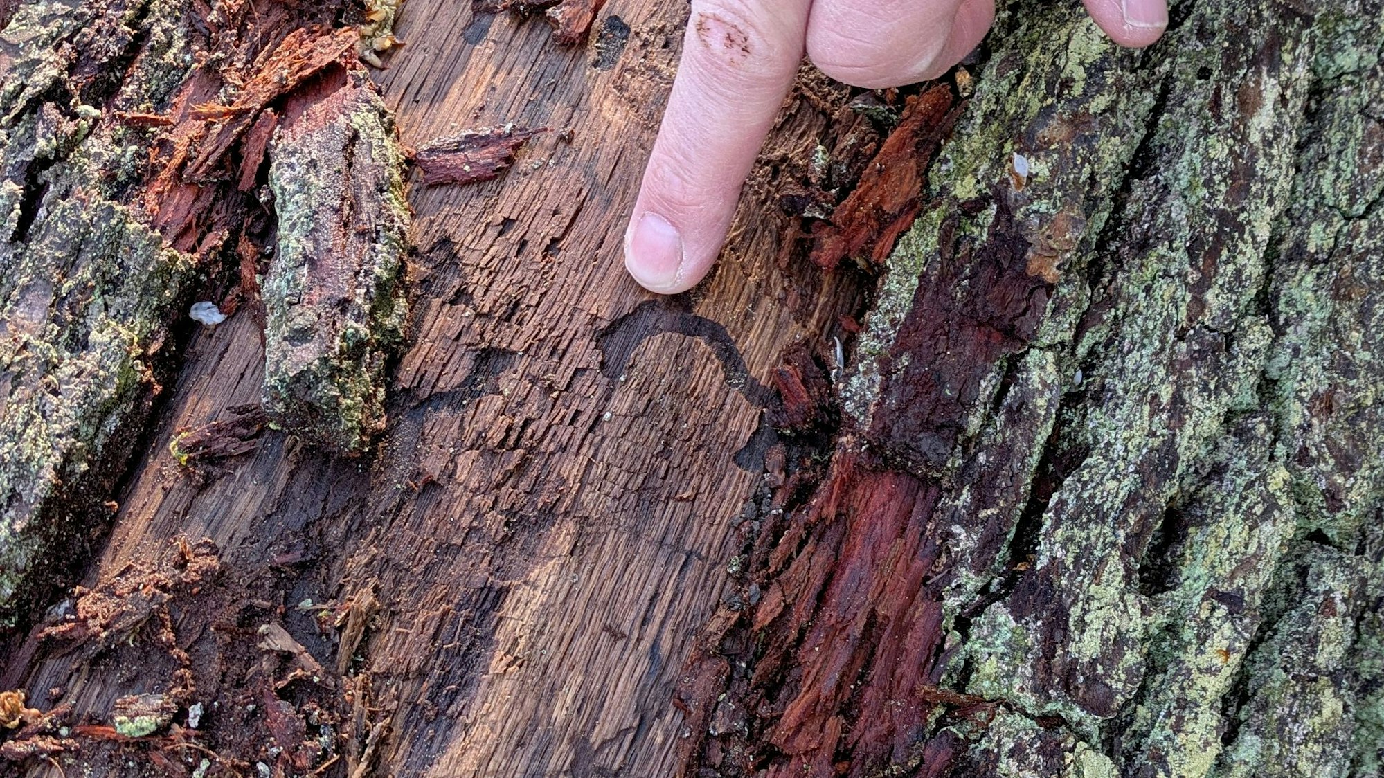 Ein ausgestreckter Finger deutet auf die Fraßgänge der Eichenprachtkäferlarve.