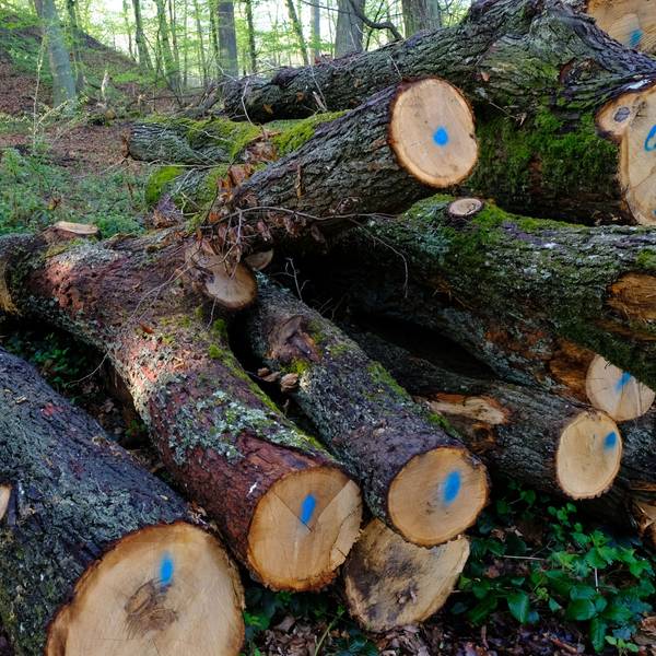 Förster Heinz Benden im Wald neben einigen gefällten Eichenstämmen, die zu Brennholz verarbeitet werden.
