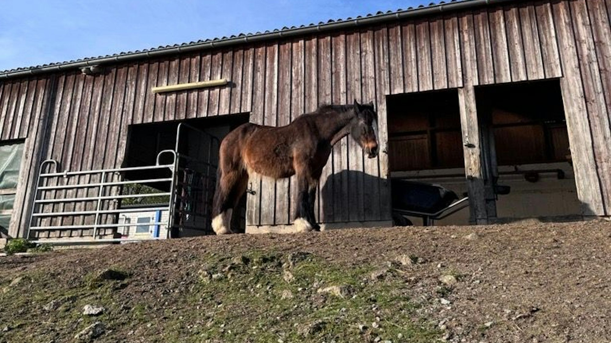 Die Stute Wallburga, ein Shire-Horse-Mix, steht vor einem Stall in der Sonne.