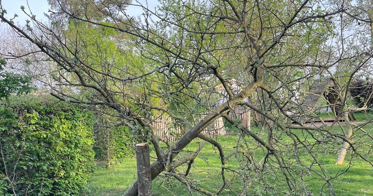 Vandalism at the kindergarten: Unknown perpetrators sawed down fruit trees ...