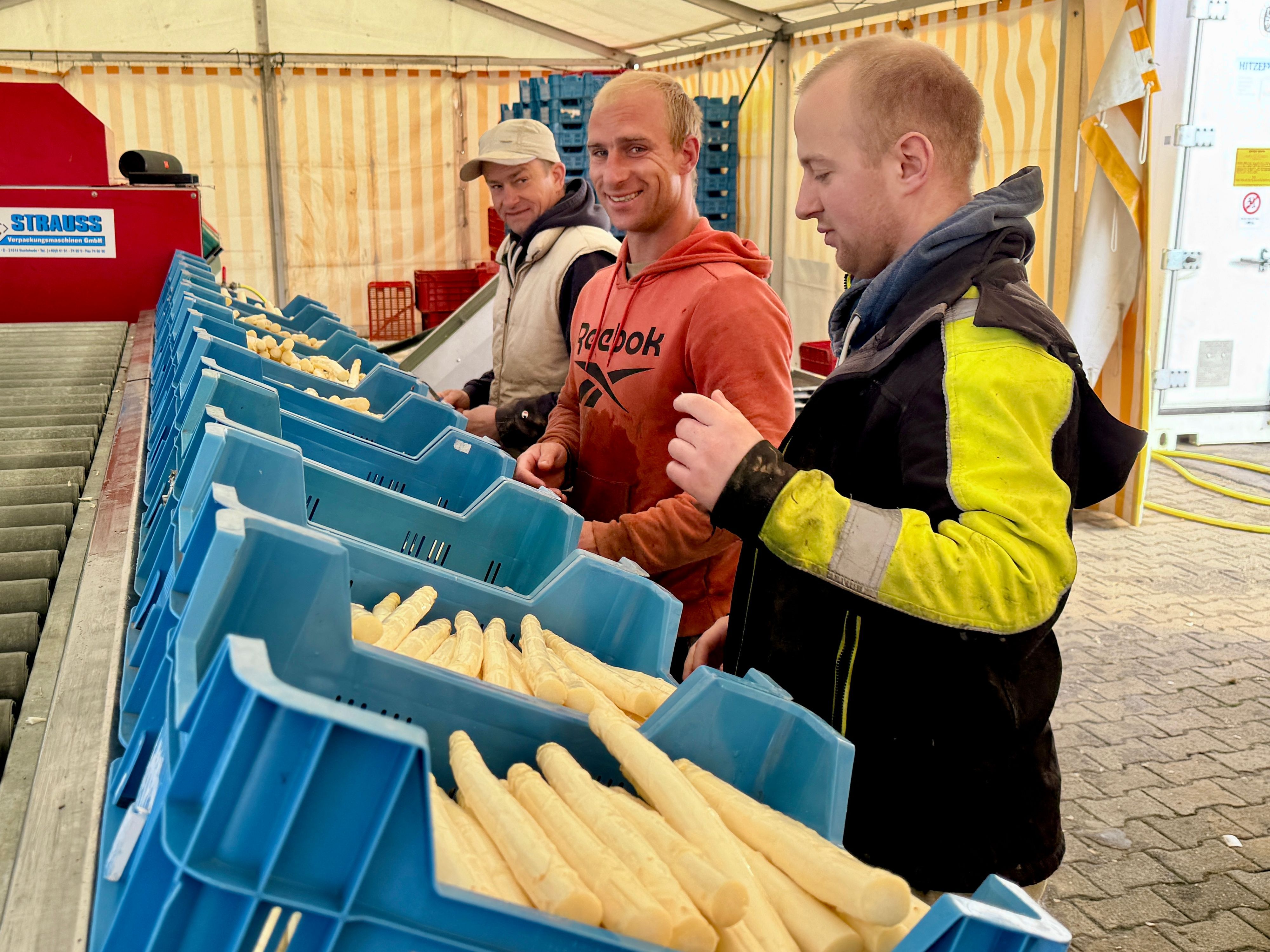 Drei Männer stehen an dem Laufband, der den gewaschenen und gesetztutzen Spargel transportiert. Sie sortieren dicke und dünnere Stangen in blaue Kisten.