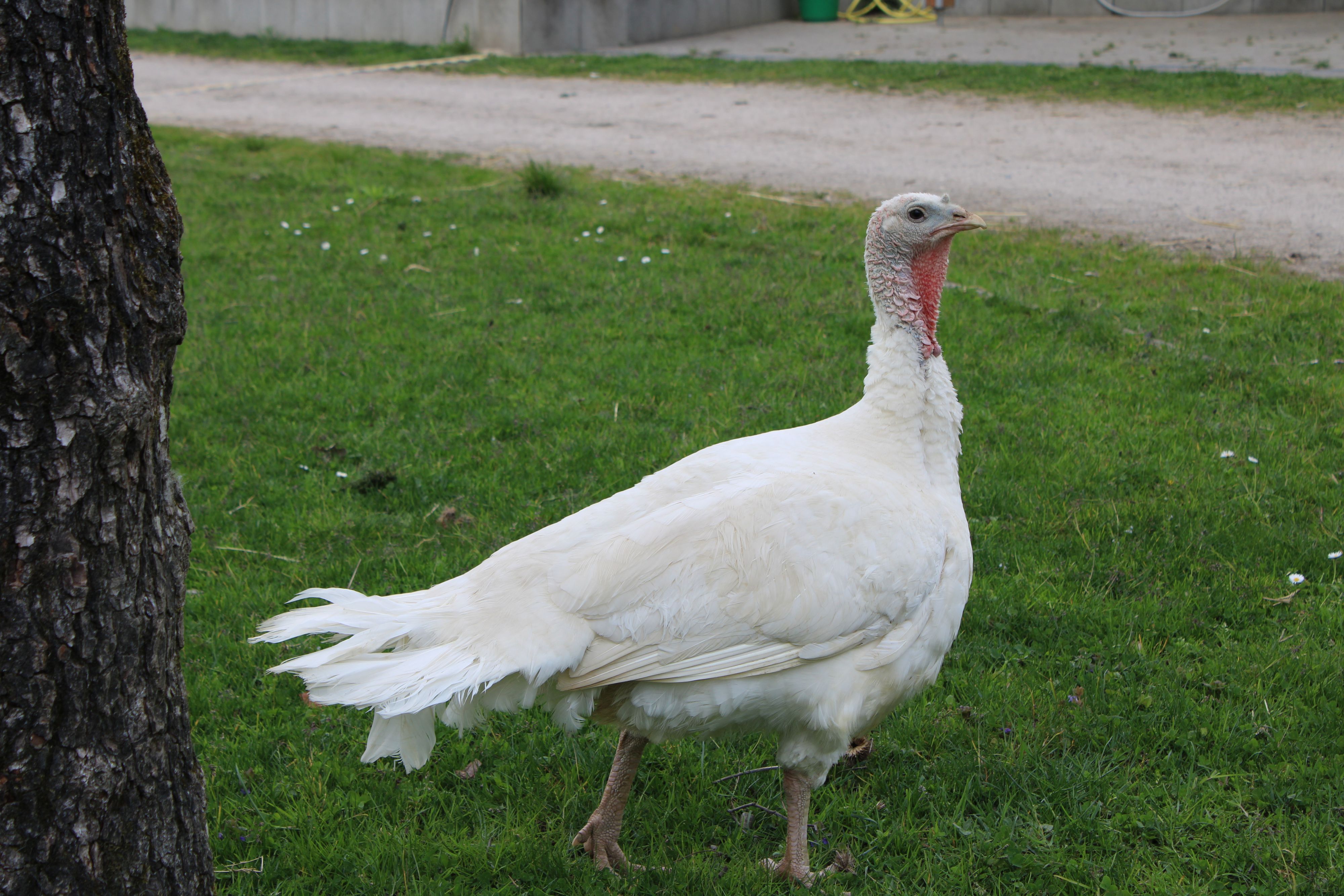 Tara Tierhilfe in Lohmar: Lorelai ist eine Mastpute.