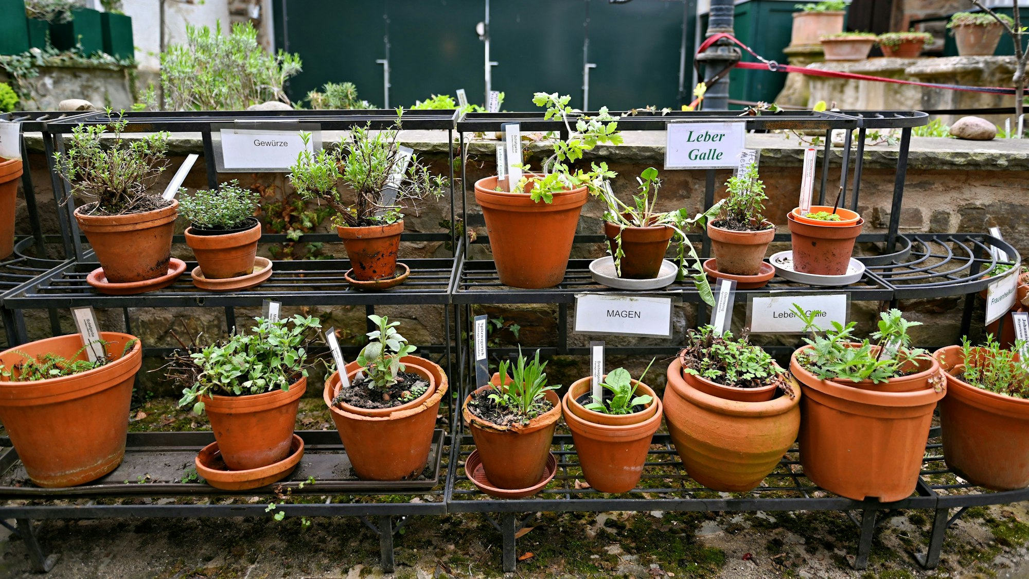 Auf einer Stellage stehen Tontöpfe mit verschiedenen Heil- und Küchenkräutern.