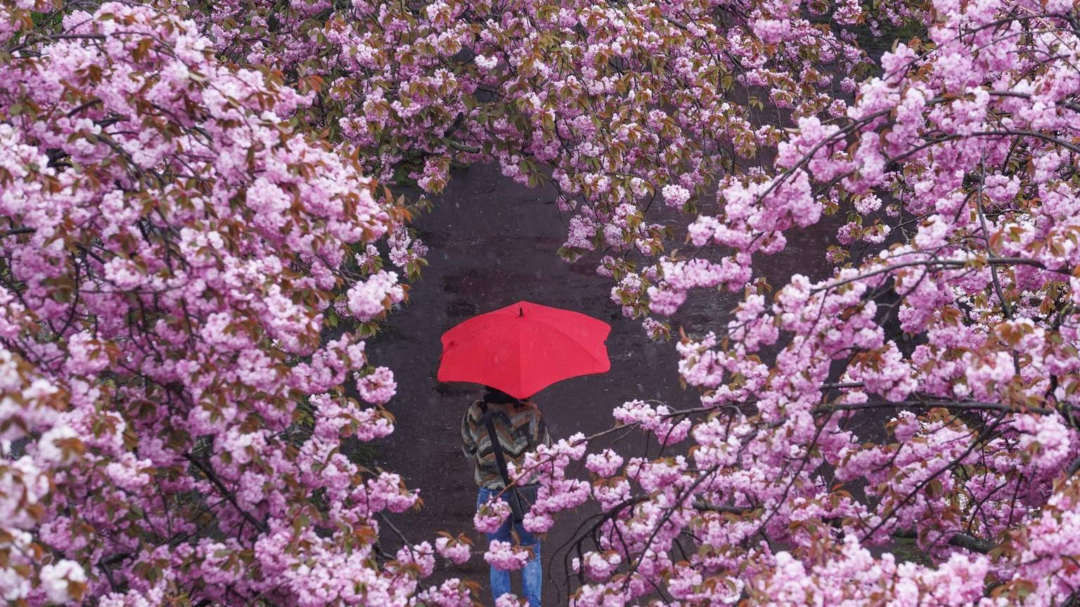 Eine Frau spaziert mit Regenschirm durch eine Kirschblütenallee