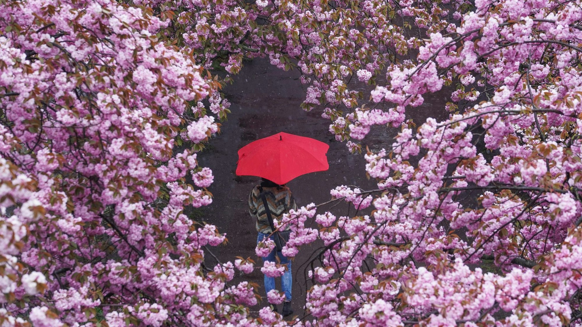 Eine Frau spaziert mit Regenschirm durch eine Kirschblütenallee