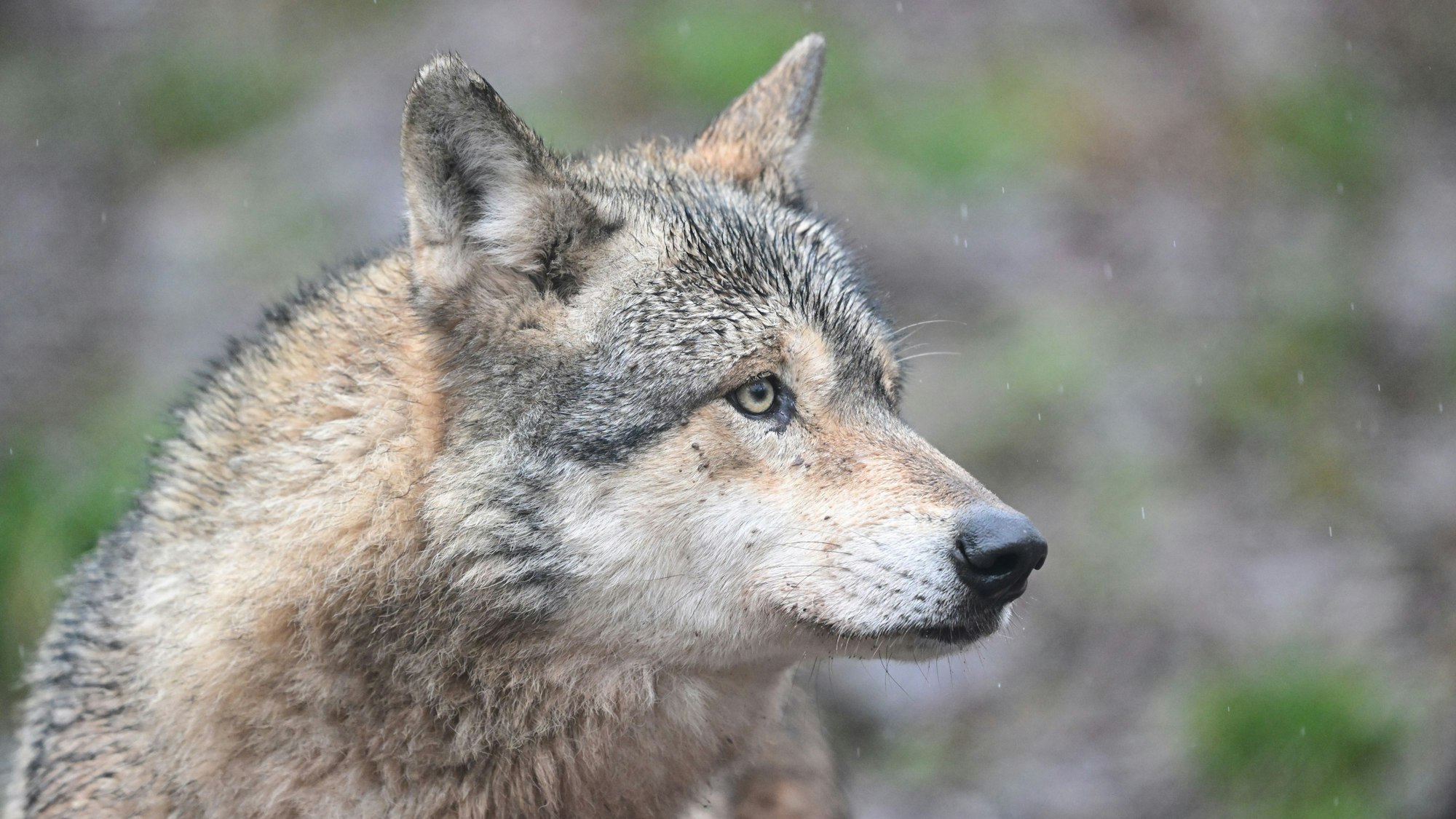 Ein Wolf läuft durch ein Gehege in einem Tierpark (Symbolfoto).