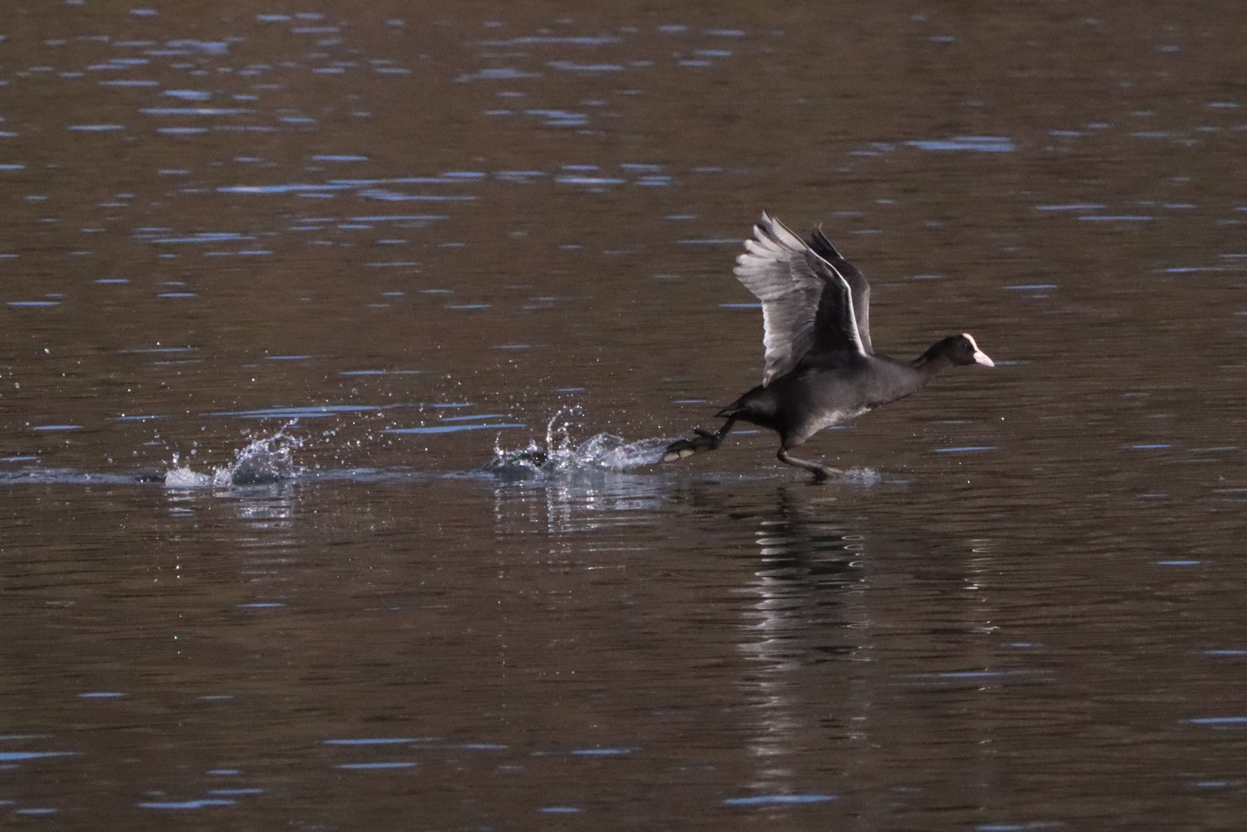 Ein Blässhuhn läuft über das Wasser.