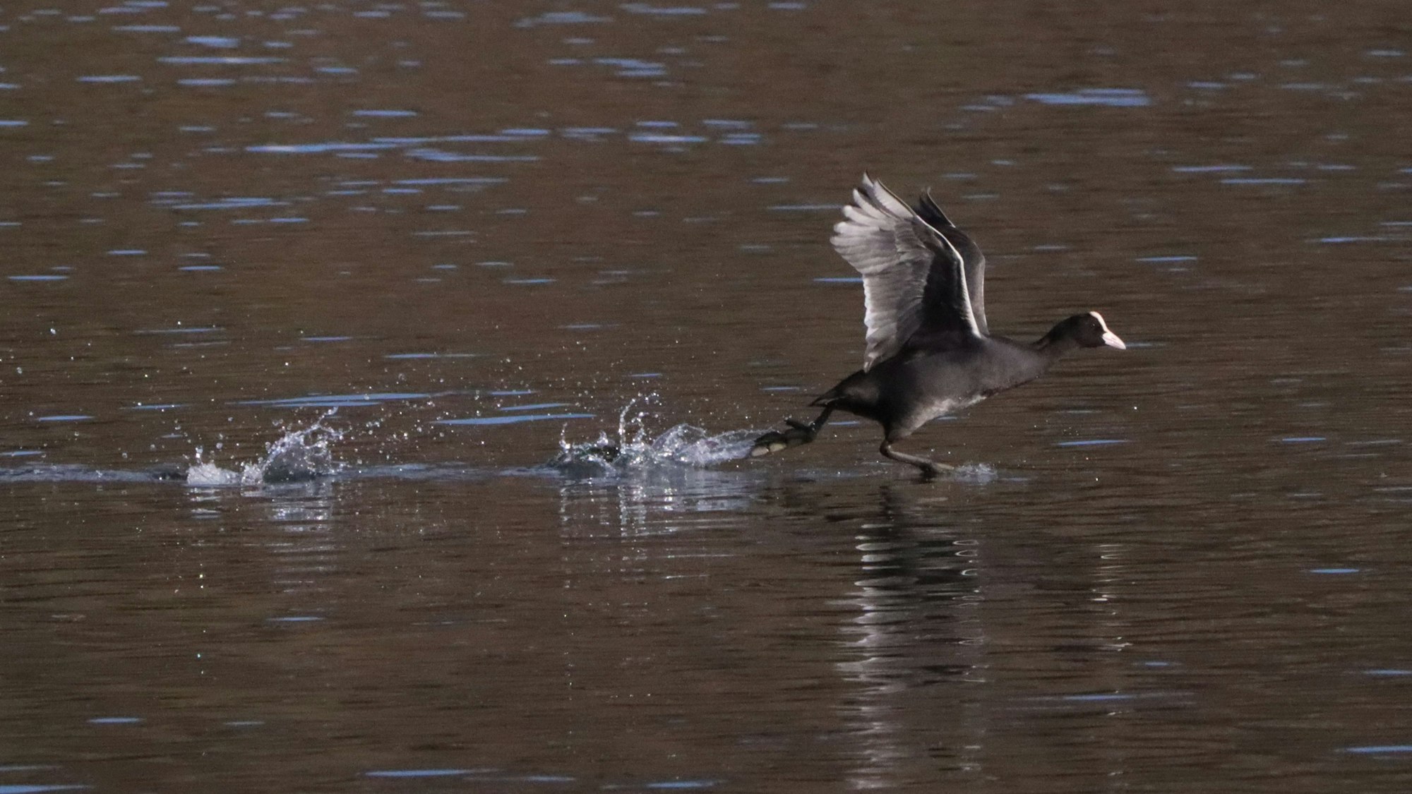 Ein Blässhuhn läuft über das Wasser.