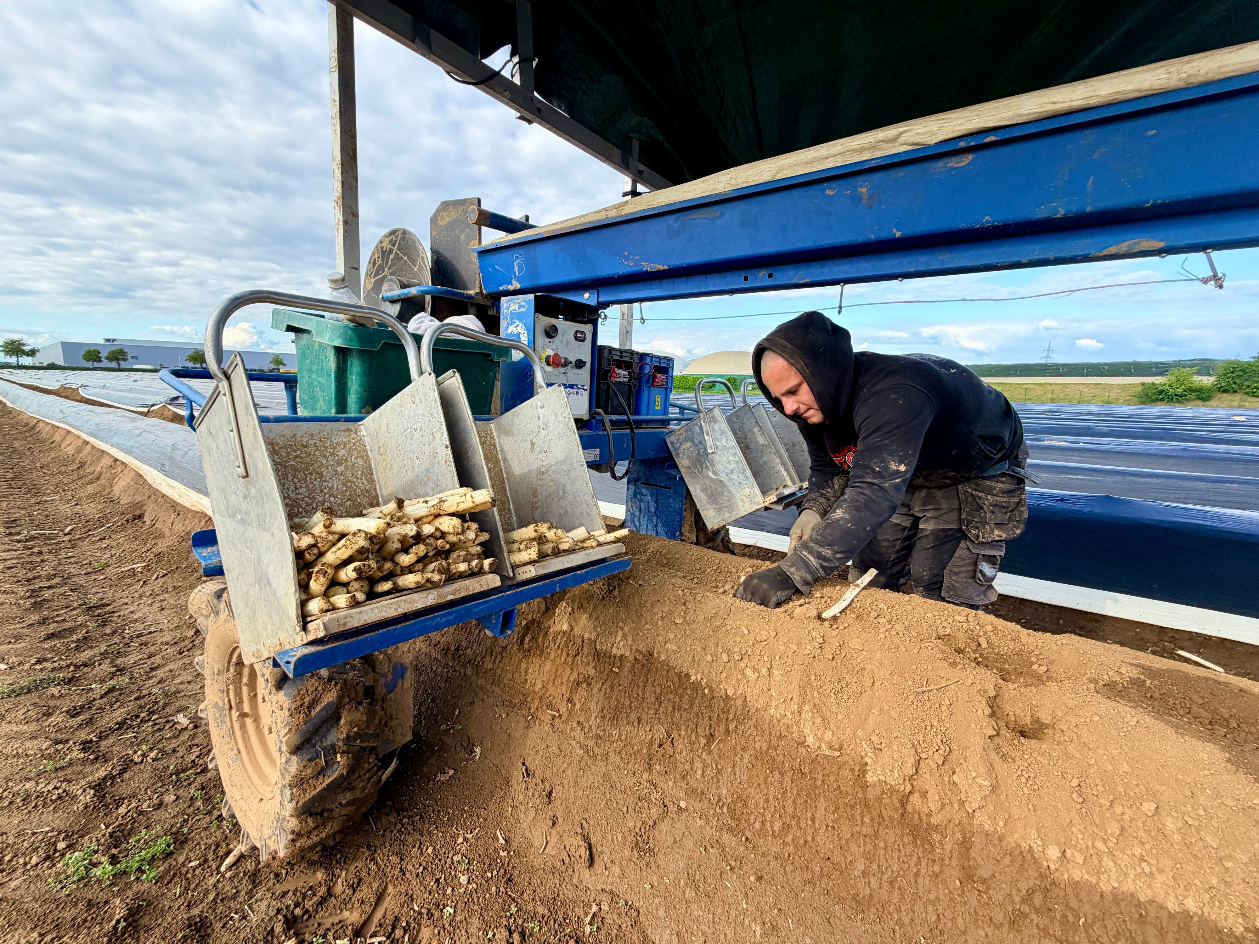 Ein Arbeiter steht an einem Damm, in dem Spargel wächst. Die Spargel-Spinne hilft, die Folie ab- und abzulegen. In den Ablagefächern sieht man die frisch gestochenen Stangen.