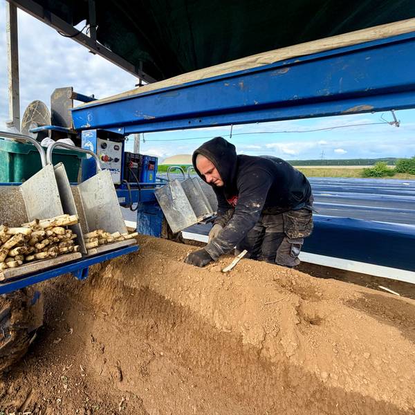 Ein Arbeiter steht an einem Damm, in dem Spargel wächst. Die Spargel-Spinne hilft, die Folie ab- und abzulegen. In den Ablagefächern sieht man die frisch gestochenen Stangen.