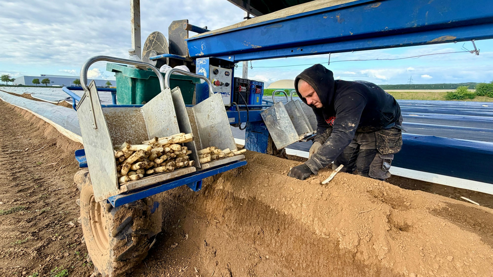 Ein Arbeiter steht an einem Damm, in dem Spargel wächst. Die Spargel-Spinne hilft, die Folie ab- und abzulegen. In den Ablagefächern sieht man die frisch gestochenen Stangen.