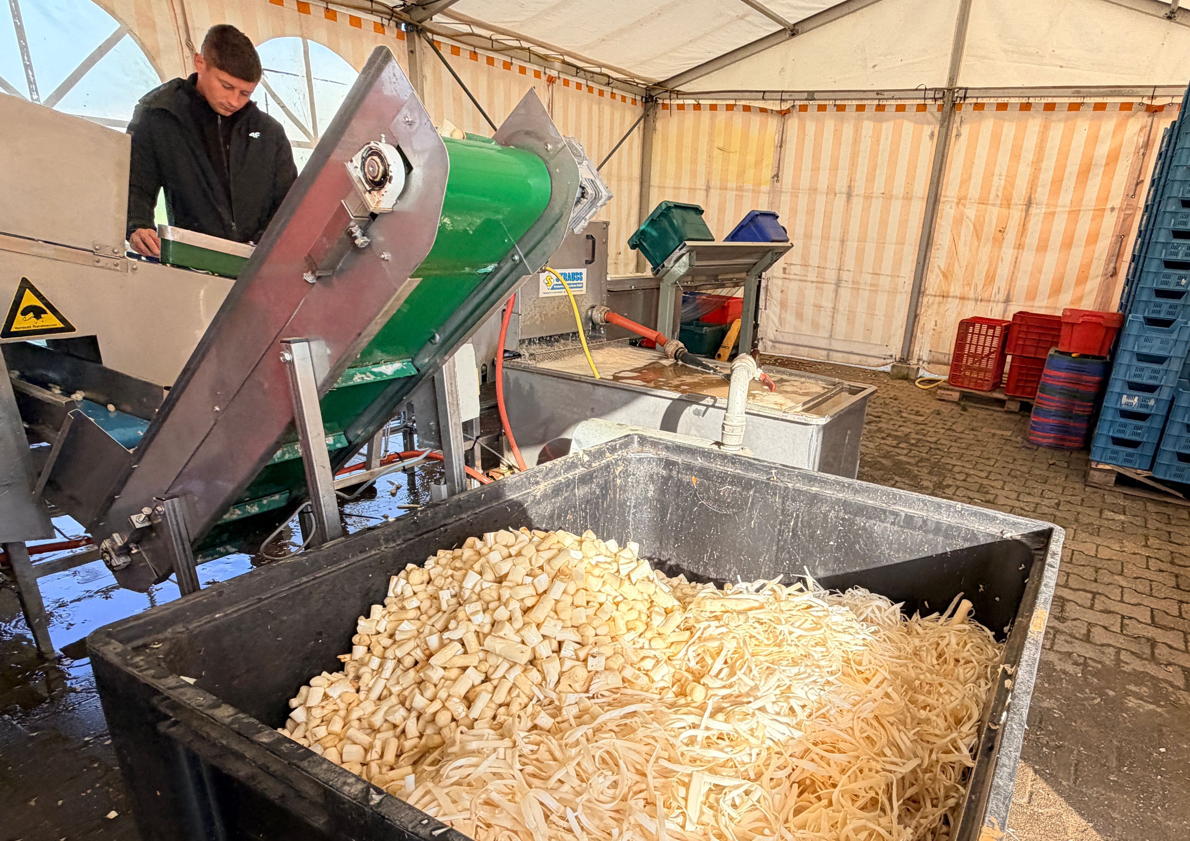 Die Maschine schneidet den unteren Teil der Spargelstangen ab. Diese landen in einem großen rechteckigen Auffangbehälter.