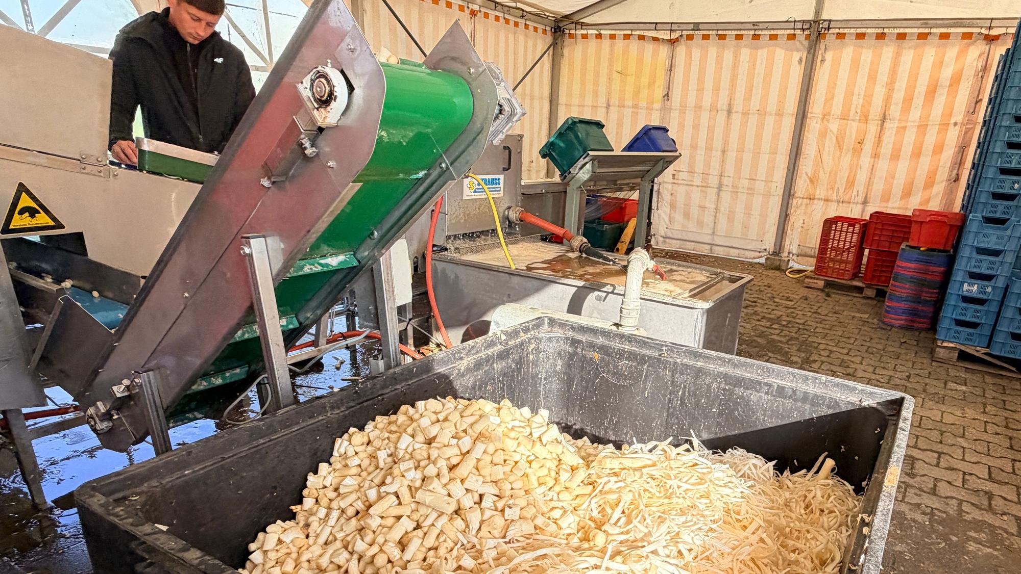 Die Maschine schneidet den unteren Teil der Spargelstangen ab. Diese landen in einem großen rechteckigen Auffangbehälter.