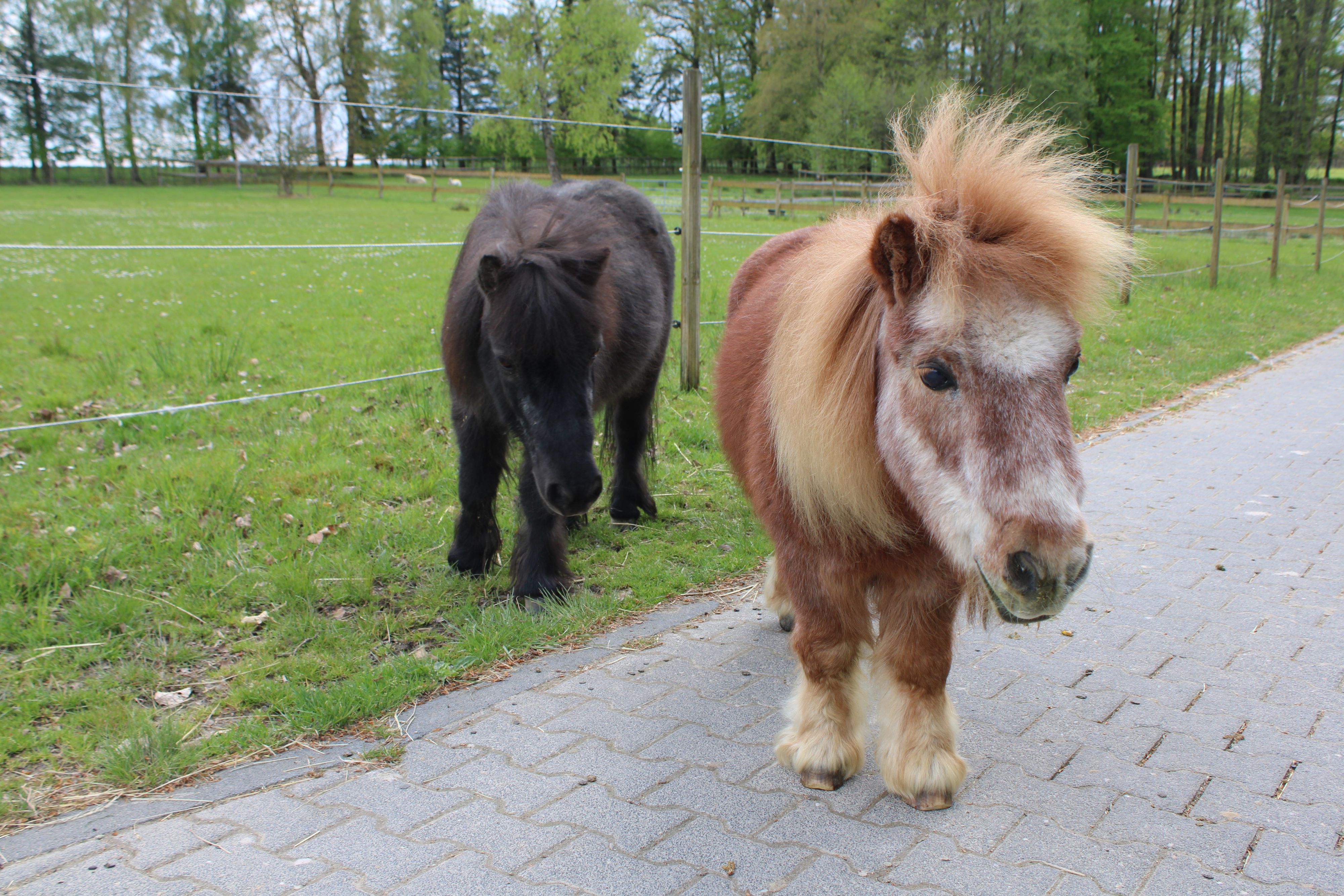 Tara Tierhilfe in Lohmar: Shetlandpony Otto (45) ist zum Instagram-Star geworden.