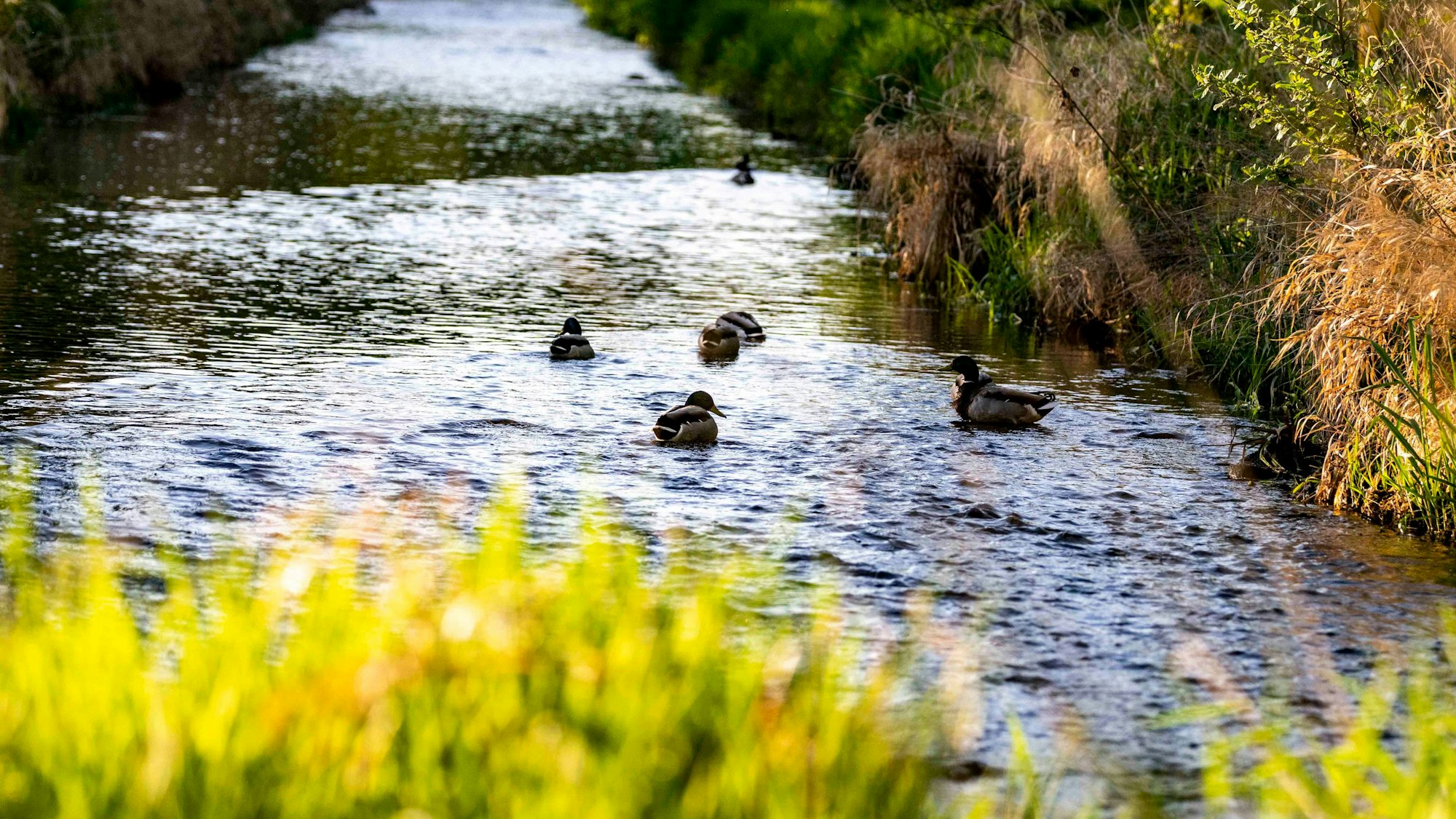 Das Bild zeigt einige Enten, die sich auf dem Wasser der Erft treiben lassen.