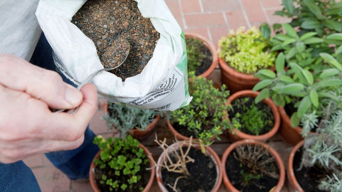 Hornspne im Garten: Natrlicher Dnger mit Tcken  Worauf Sie achten  sollten - Rundschau Online