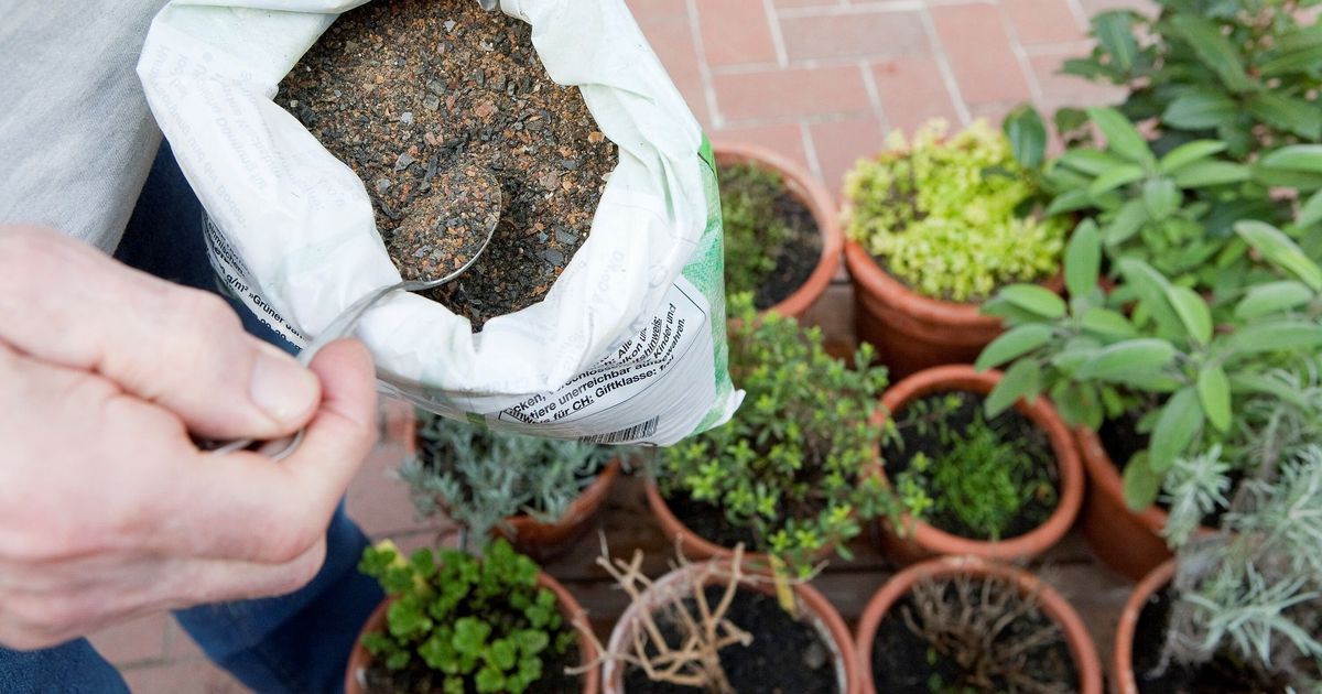 Hornspne im Garten: Natrlicher Dnger mit Tcken  Worauf Sie achten  sollten - Rundschau Online