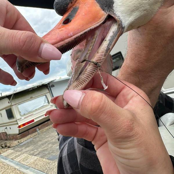 Zwei Hände halten den Schnabel des Schwans auseinander. In der Zunge ist der Angelhaken zu sehen.