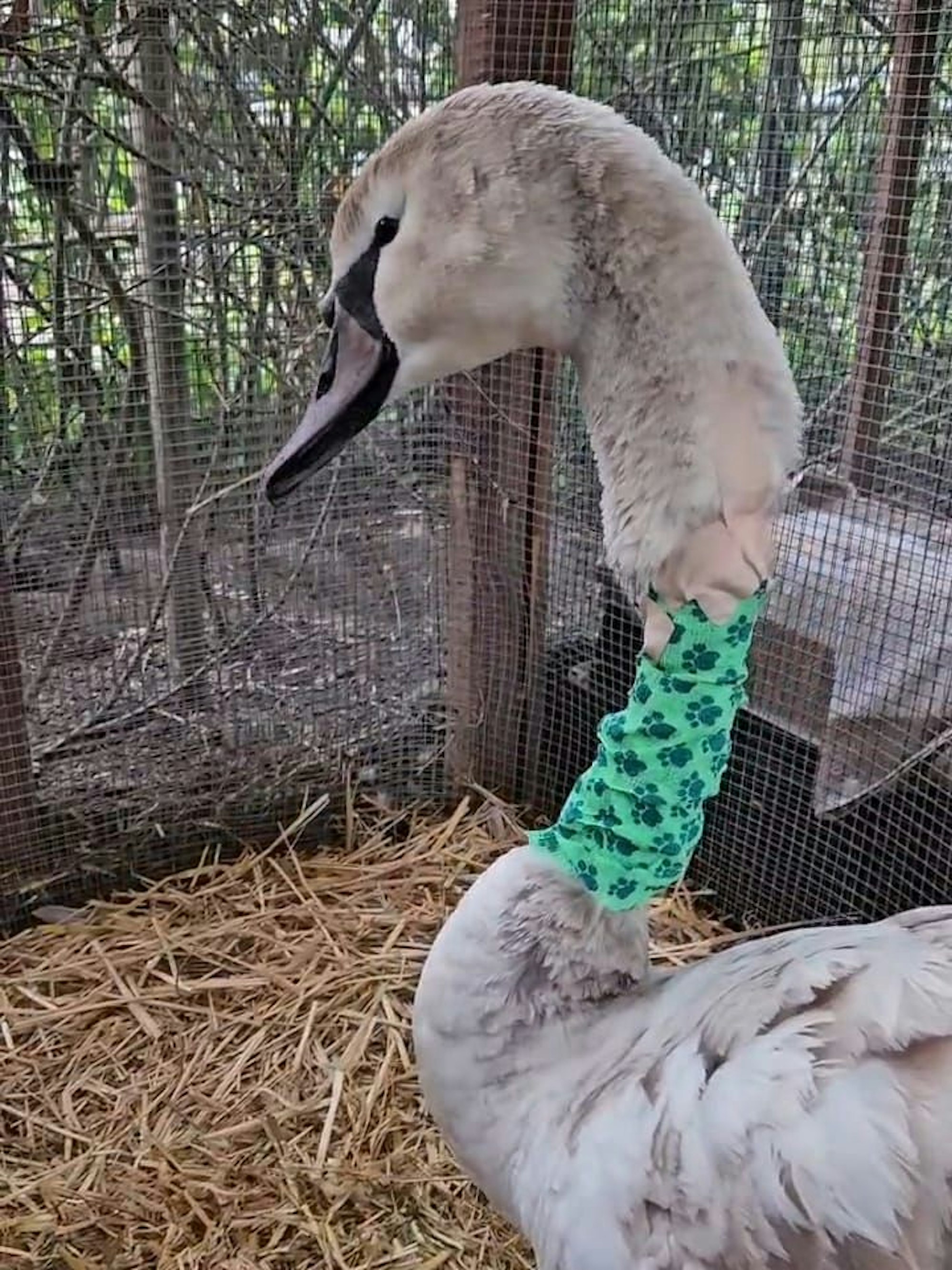 Das Foto zeigt den Schwan mit Verband um den Hals.