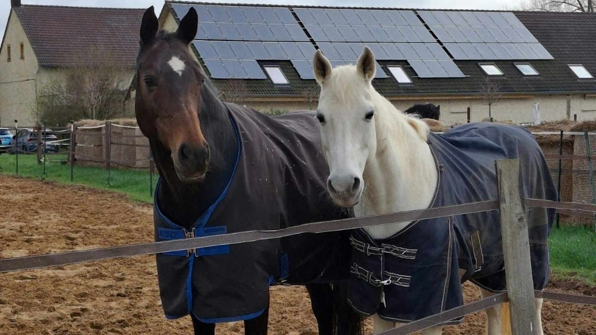 Das Foto zeigt zwei Pferde, die auf einem Paddock stehen.