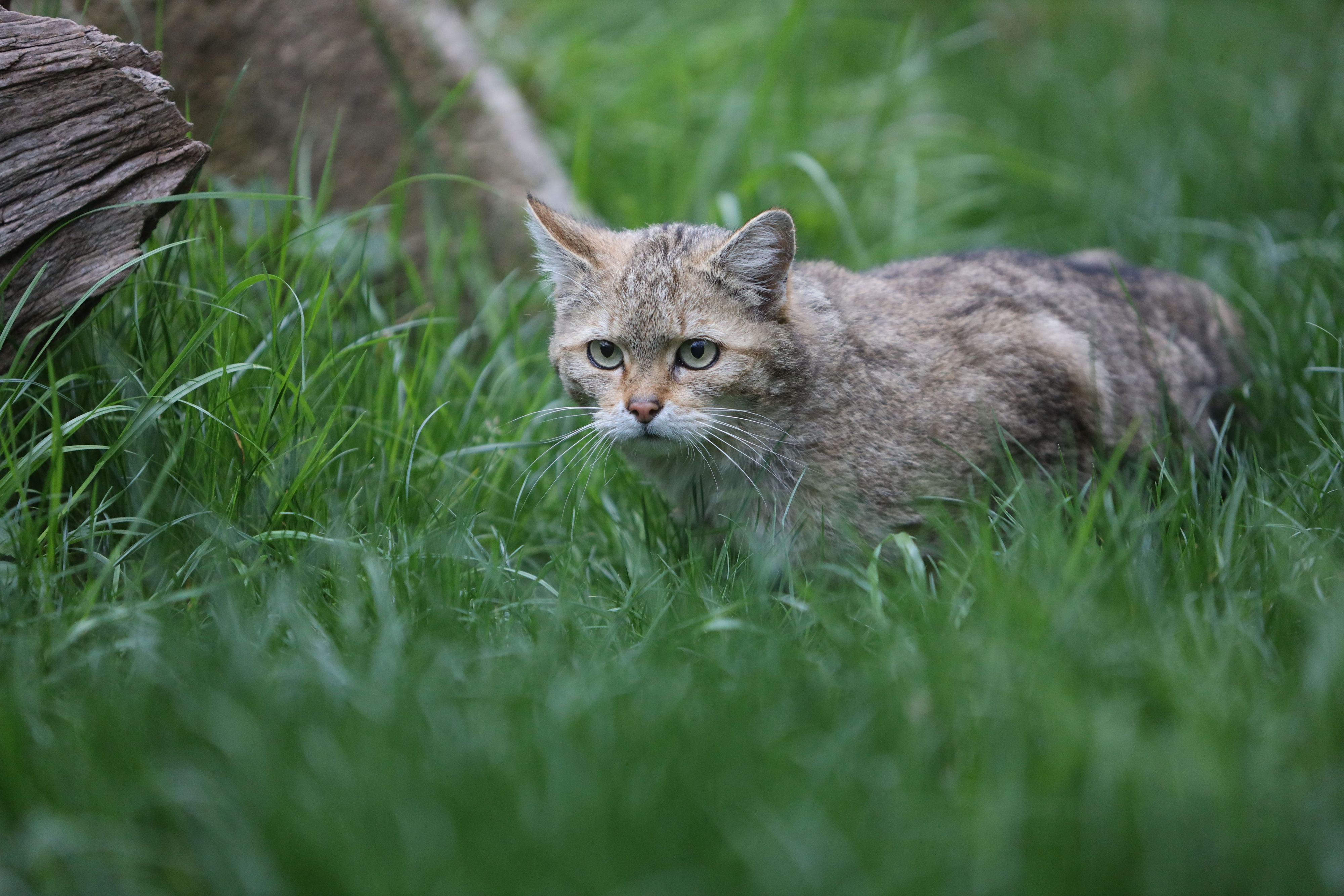 ARCHIV - 21.04.2022, Sachsen-Anhalt, Wernigerode: Eine Wildkatze sitzt im Gras eines Tiergeheges. (zu dpa: «Darum sollten Wildkätzchen nicht angefasst werden») Foto: Matthias Bein/dpa +++ dpa-Bildfunk +++
