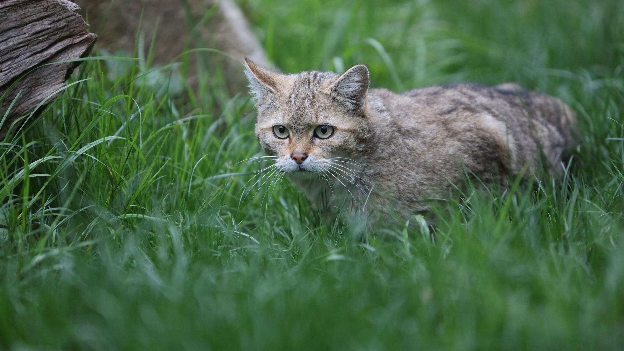 ARCHIV - 21.04.2022, Sachsen-Anhalt, Wernigerode: Eine Wildkatze sitzt im Gras eines Tiergeheges. (zu dpa: «Darum sollten Wildkätzchen nicht angefasst werden») Foto: Matthias Bein/dpa +++ dpa-Bildfunk +++