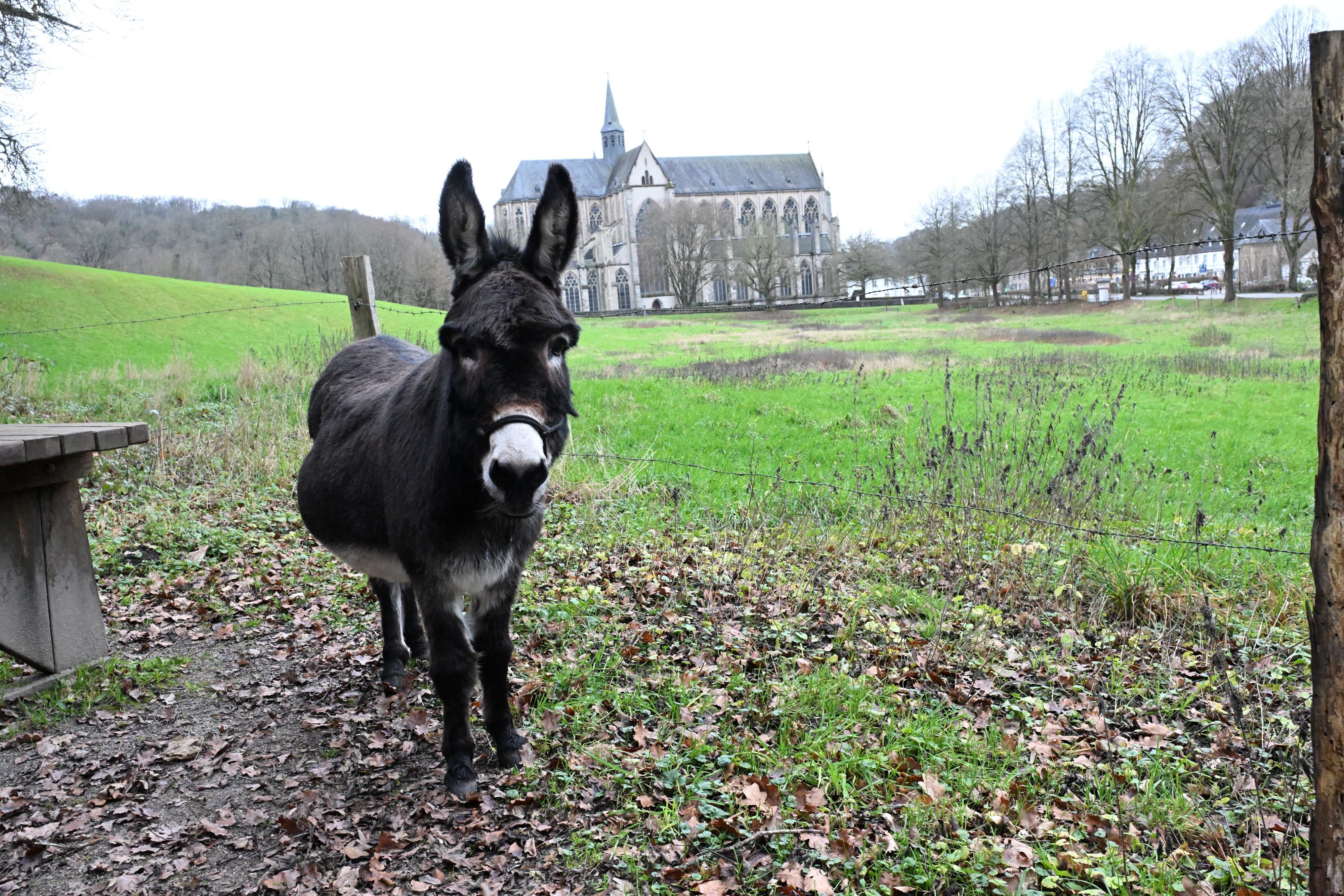 Ein Esel steht auf einer Wiese vor dem Altenberger Dom.